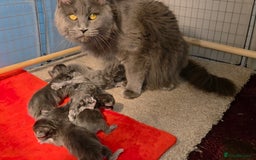 Maine Coon cats for sale: Tica maine coon kitten  - Advert 22