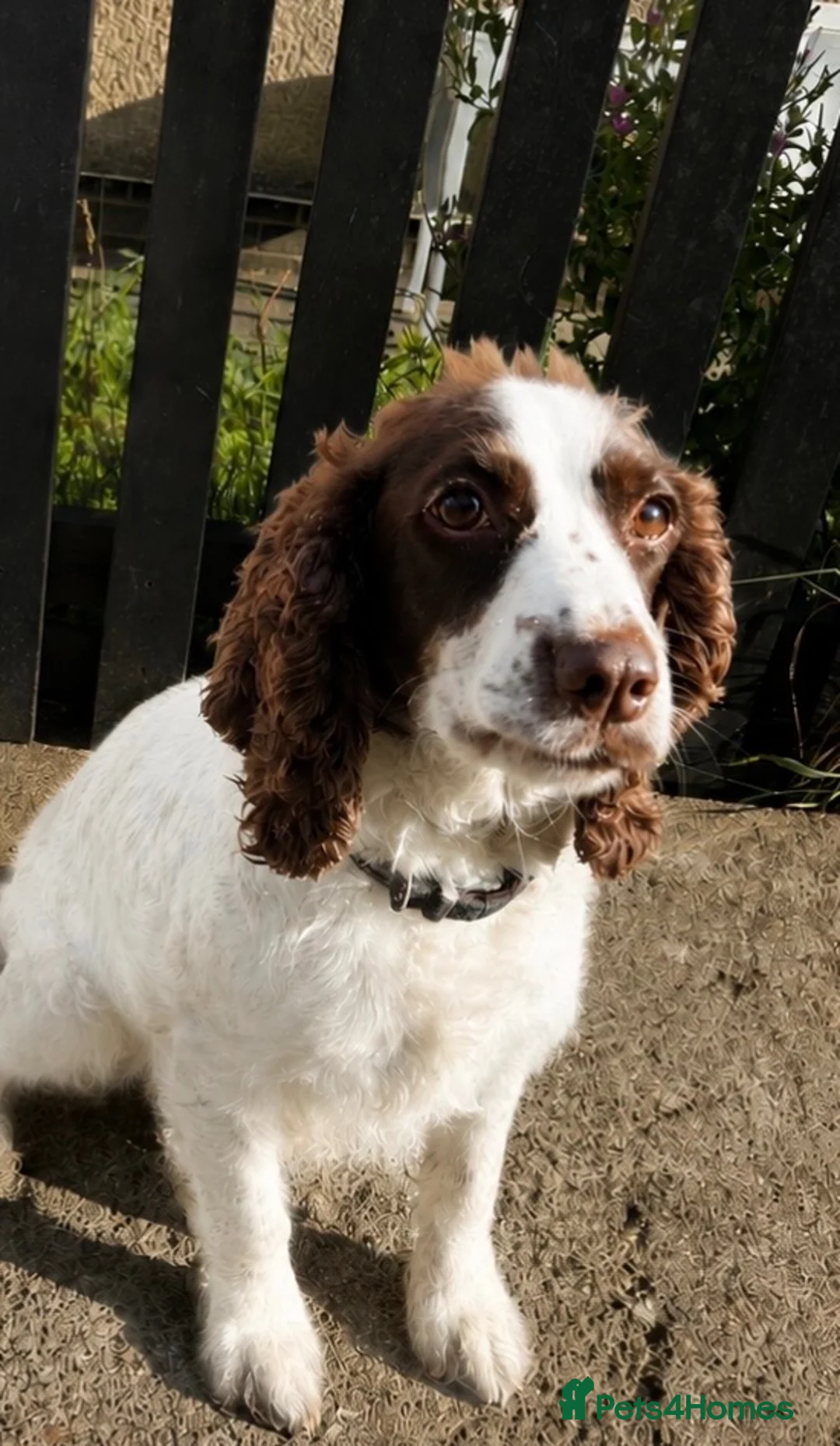Cocker Spaniel dogs for sale: Working cocker spaniel puppies  - Advert 8