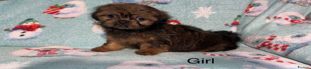 Shih Tzu Puppy 2