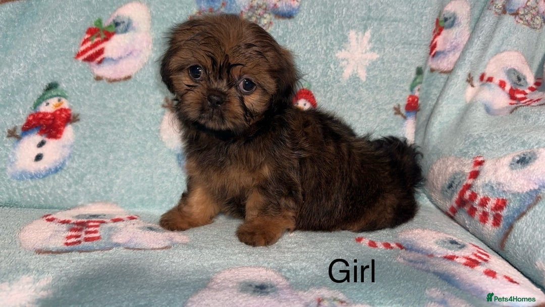 Shih Tzu dogs for sale: Shih tzu puppys  - Image 4