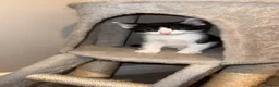 Mixed Breed cats for sale: Kittens for Sale in Hamilton - Advert 5