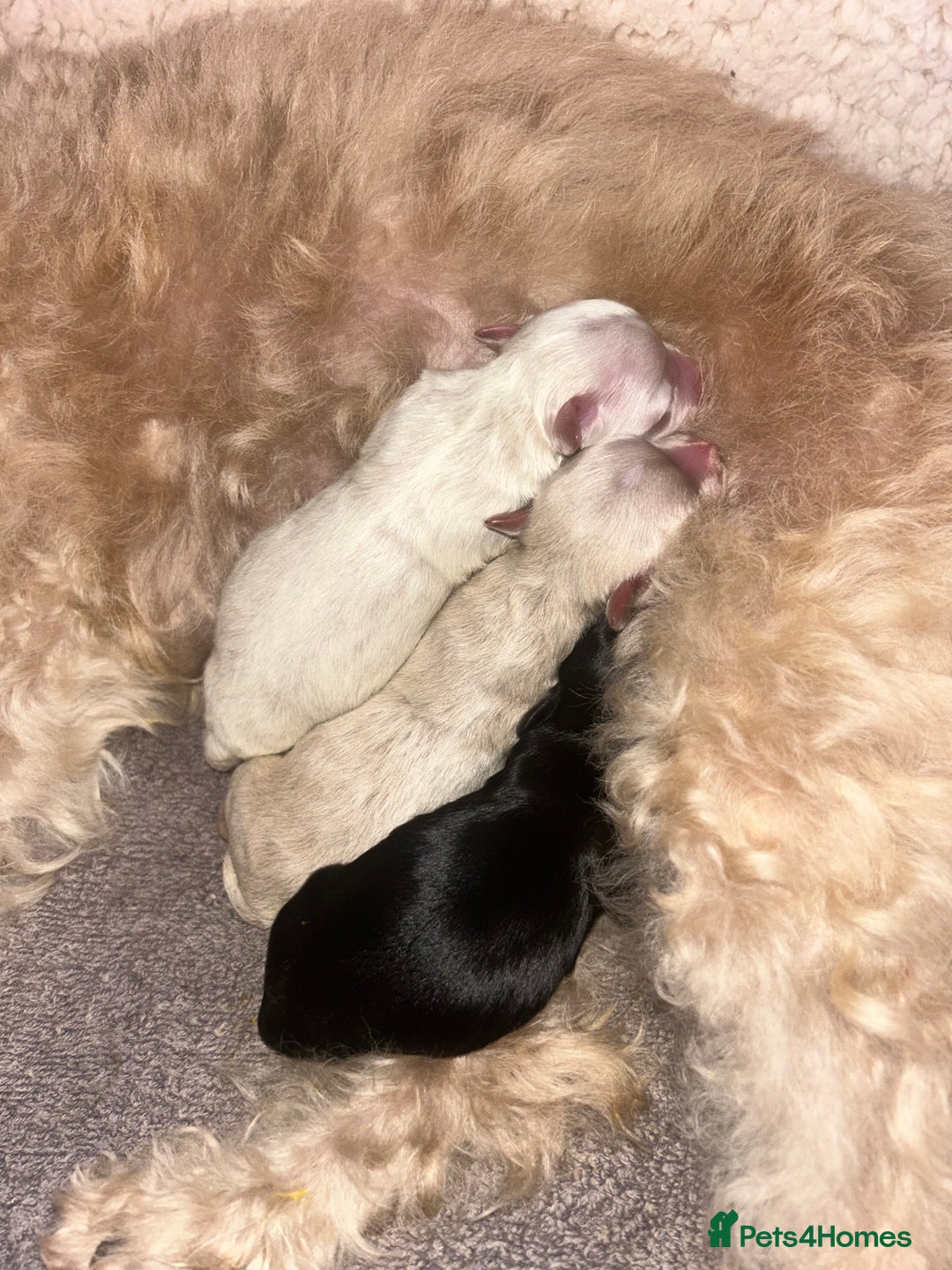 Maltipoo dogs for sale: Beautiful Maltipoo puppies  - Image 1