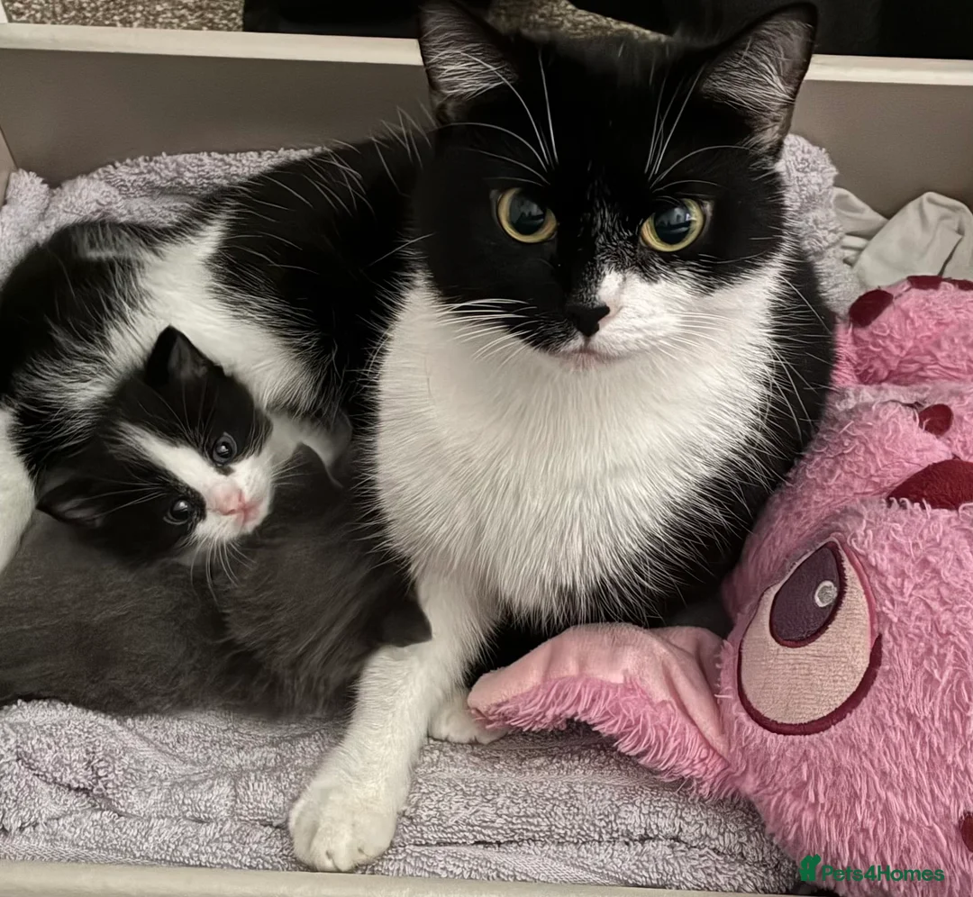 Mixed Breed cats for sale: Gorgeous kittens ready now  - Advert 2