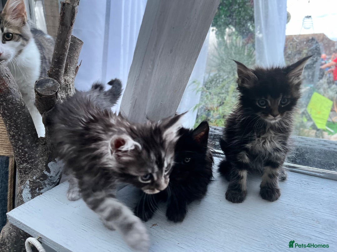 Maine Coon cats for sale: Gorgeous Black & Black Smoke kittens TICA parents - Image 17