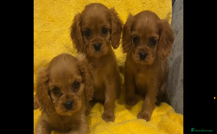 Cavalier King Charles Spaniel dogs - Advert 1