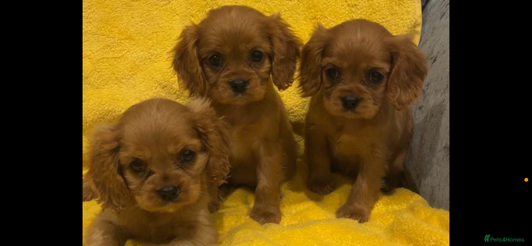 Cavalier King Charles Spaniel dogs for sale: Cavalier King Charles spaniel puppies 3 bitches  - Image 1