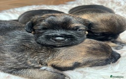 Border Terrier dogs for sale: KC Reg, slem clear VET approved only 1 boy left❤️ - Image 6