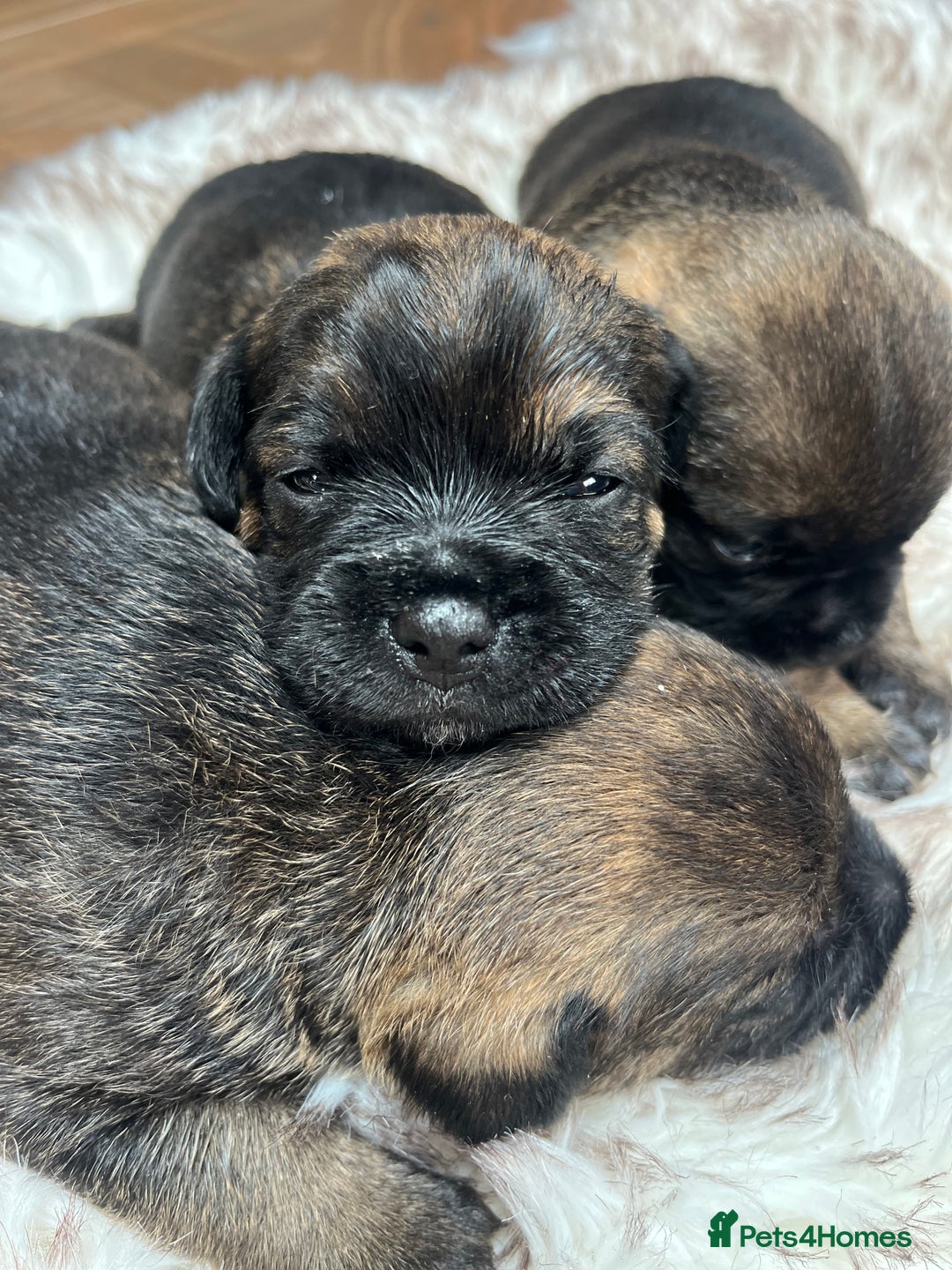 Border Terrier dogs for sale: KC Reg, slem clear VET approved only 1 boy left❤️ - Image 6
