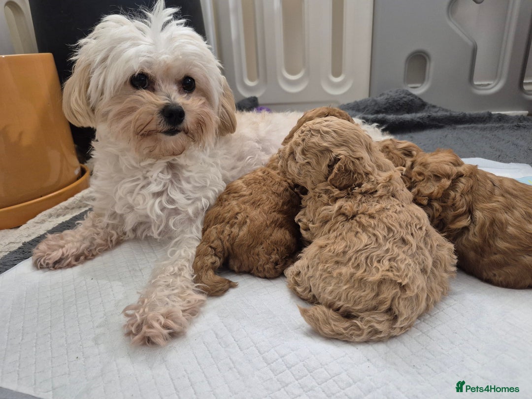 Maltipoo dogs for sale: Beautiful Toy Maltipoo Puppies   - Advert 13