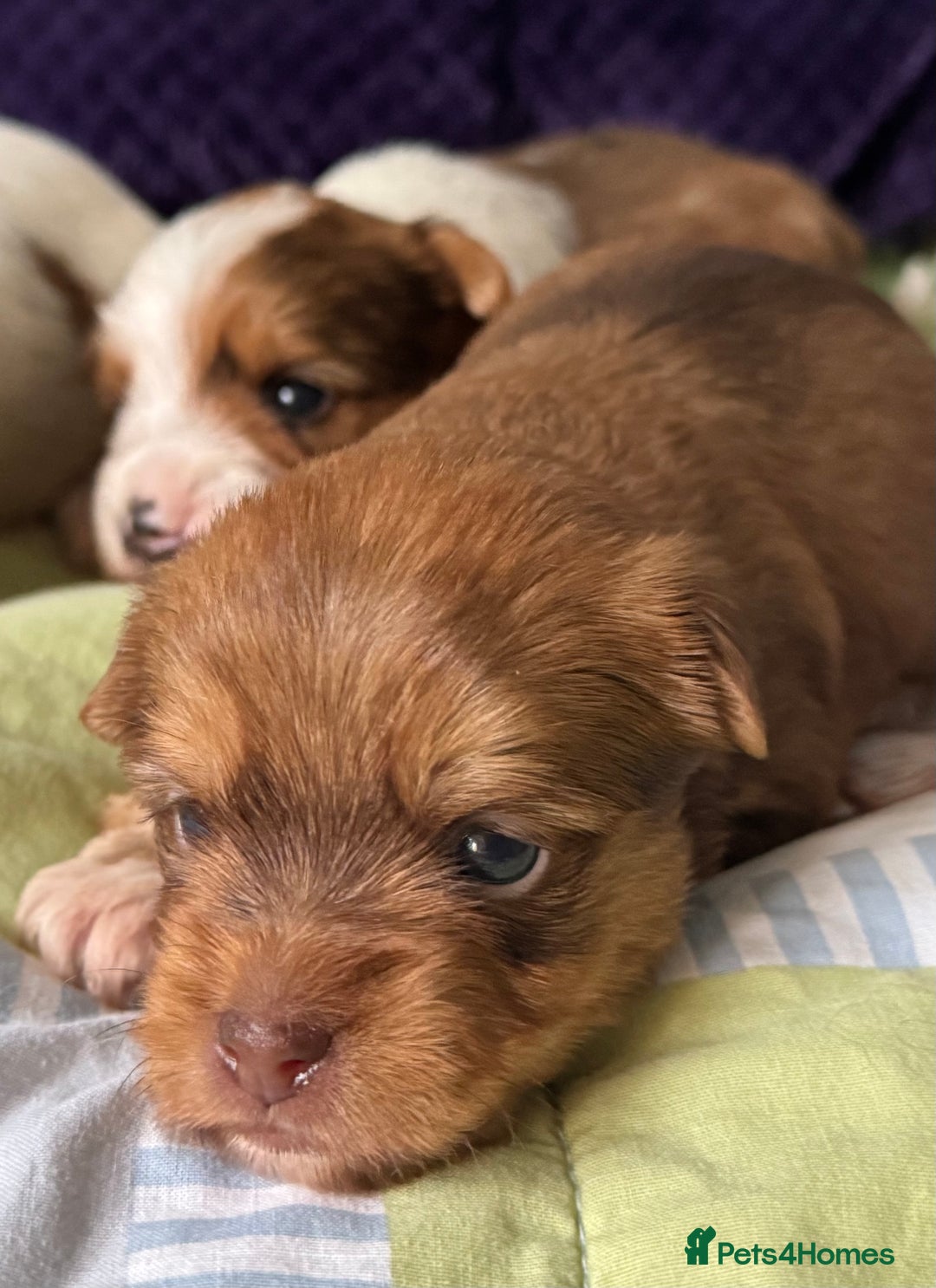 Yorkshire Terrier dogs for sale: Adorable Health Tested Coloured Yorkies (Biewer)  - Advert 1