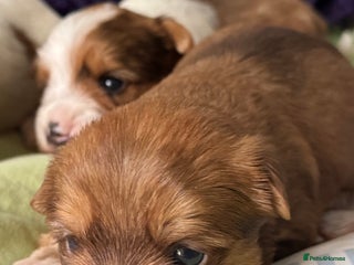 Yorkshire Terrier dogs Adorable Health Tested Coloured Yorkies (Biewer) - Advert 1