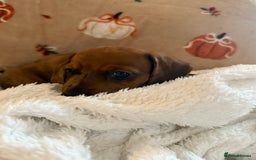 Miniature Dachshund dogs for sale: Miniature dachshund pups  - Image 13