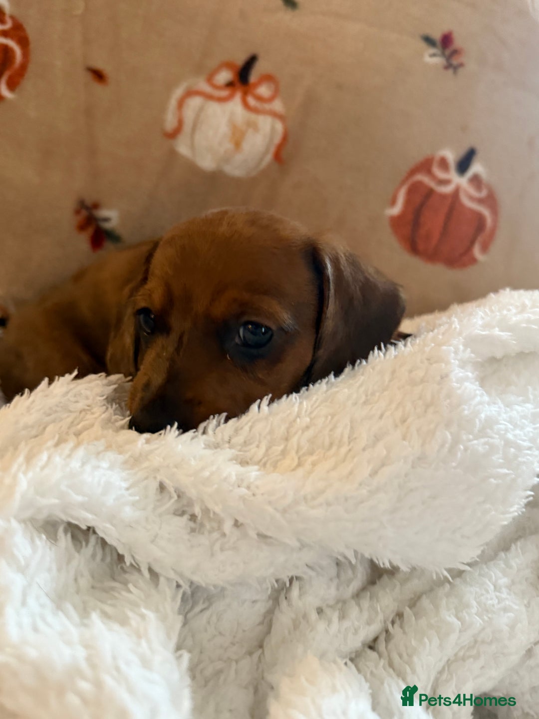 Miniature Dachshund dogs for sale: Miniature dachshund pups  - Image 13