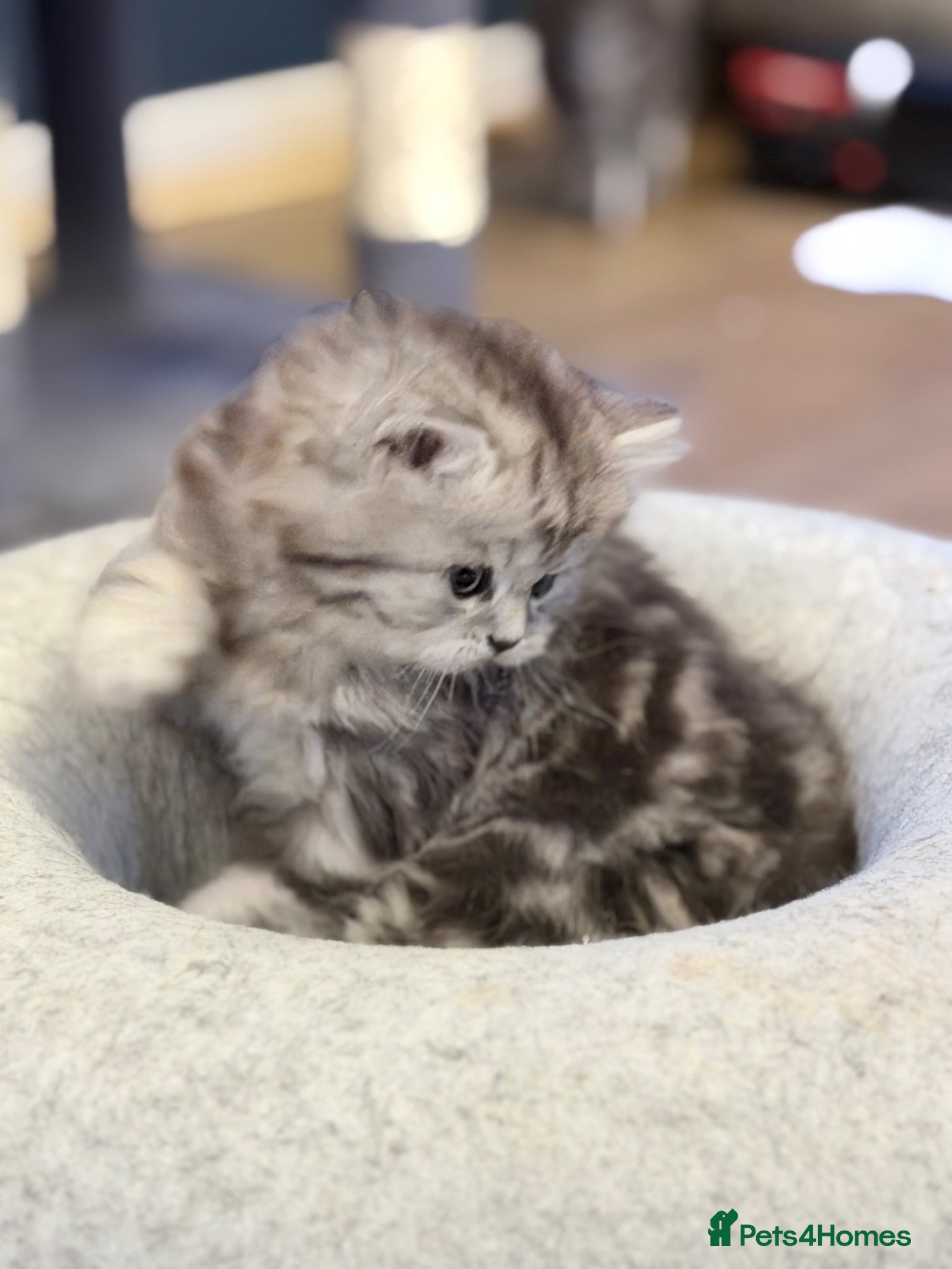 British Longhair cats for sale: RARE GCCF reg PKD Clear BLH Silver Tabby Kittens - Advert 13