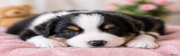 Australian Shepherd dogs for sale: 🐾 Beautiful Australian Shepherd (Aussie) Puppies  - Advert 10