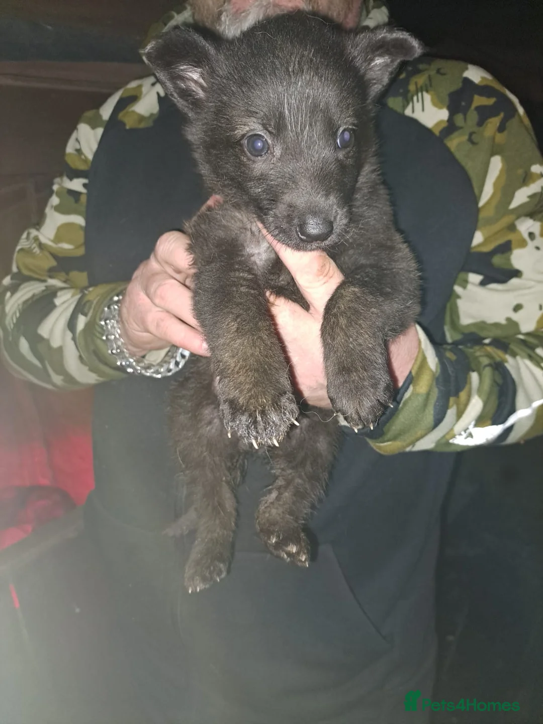 Mixed Breed dogs for sale: Alsatian saluki greyhound  - Advert 9