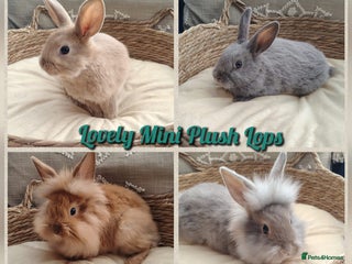 Mini Lop rabbits - Advert 1