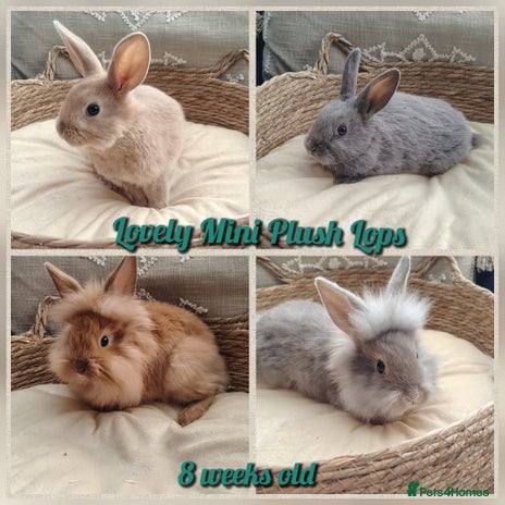 Mini Lop rabbits - Advert 2