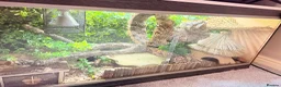 Boa Snake reptiles for sale: Sunglow boa constrictor  - Advert 4