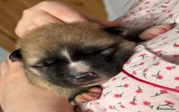 Huskita dogs for sale: Gorgeous Huskita Puppies  - Image 2