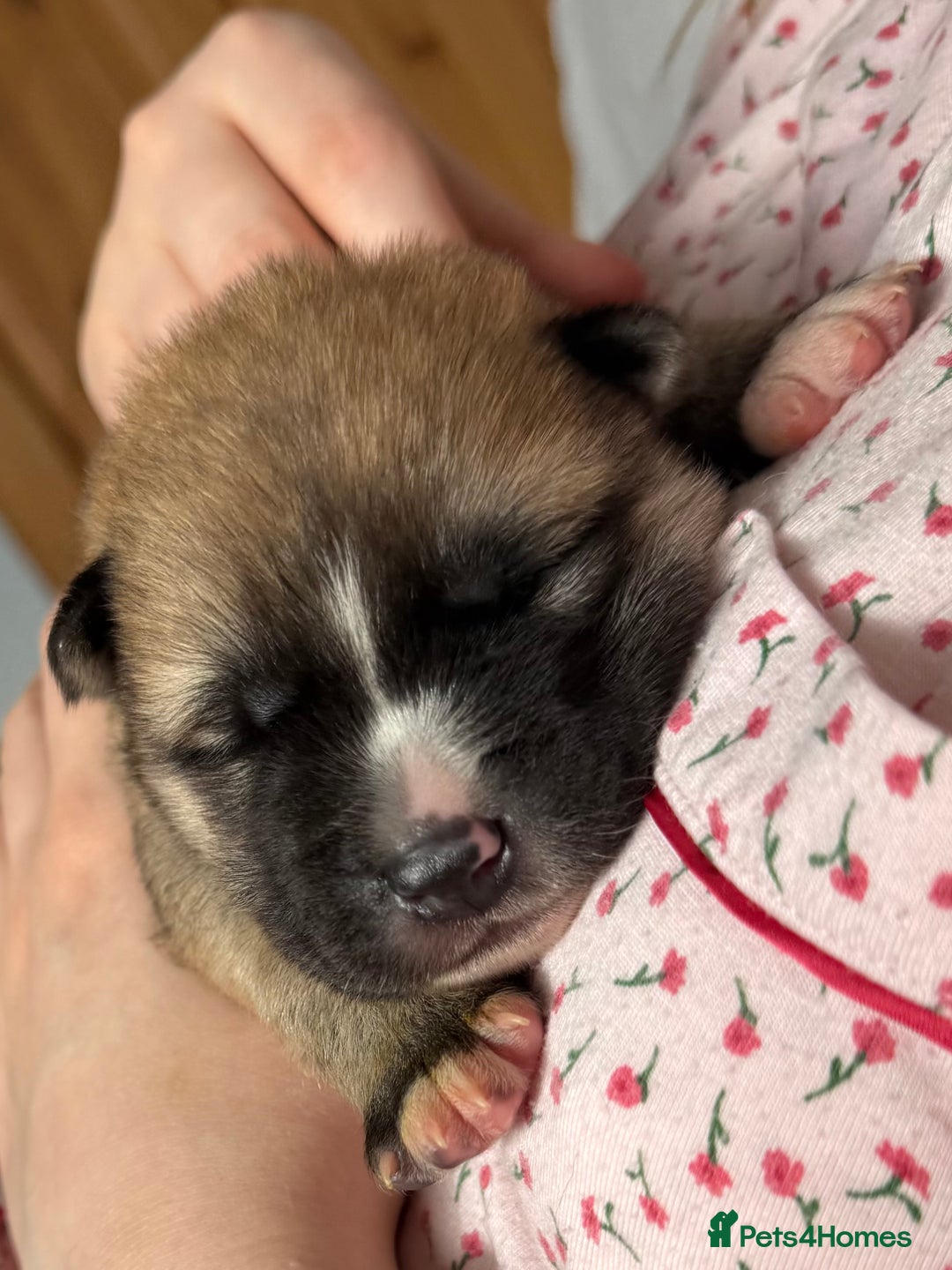 Huskita dogs for sale: Gorgeous Huskita Puppies  - Image 2