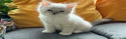 Ragdoll cats for sale: Luxury Blue Point Mitted Ragdoll Kittens - Advert 33