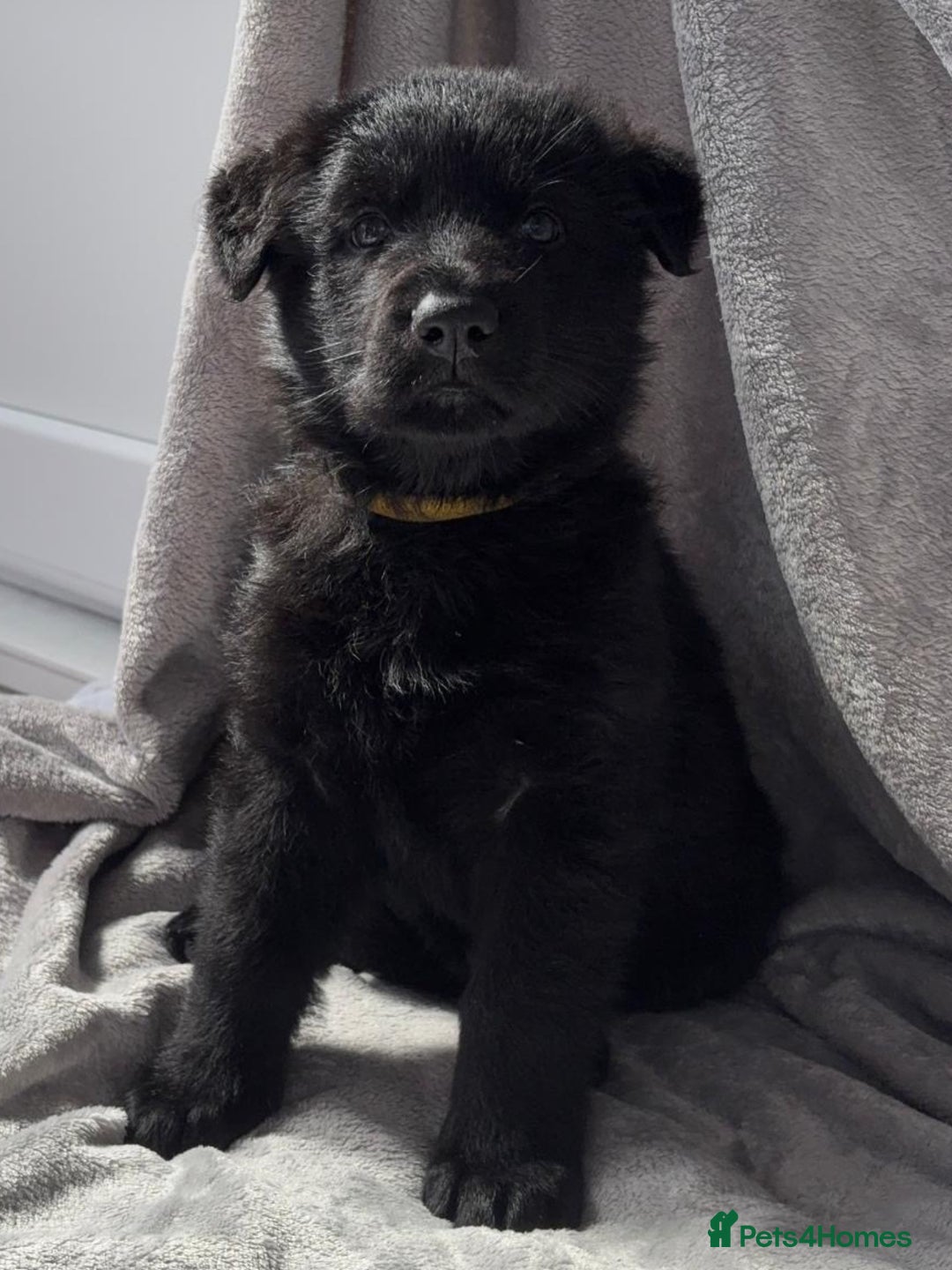 German Shepherd dogs for sale: Exceptional KC Reg DDR GSD Puppies Rare Bloodlines - Image 15