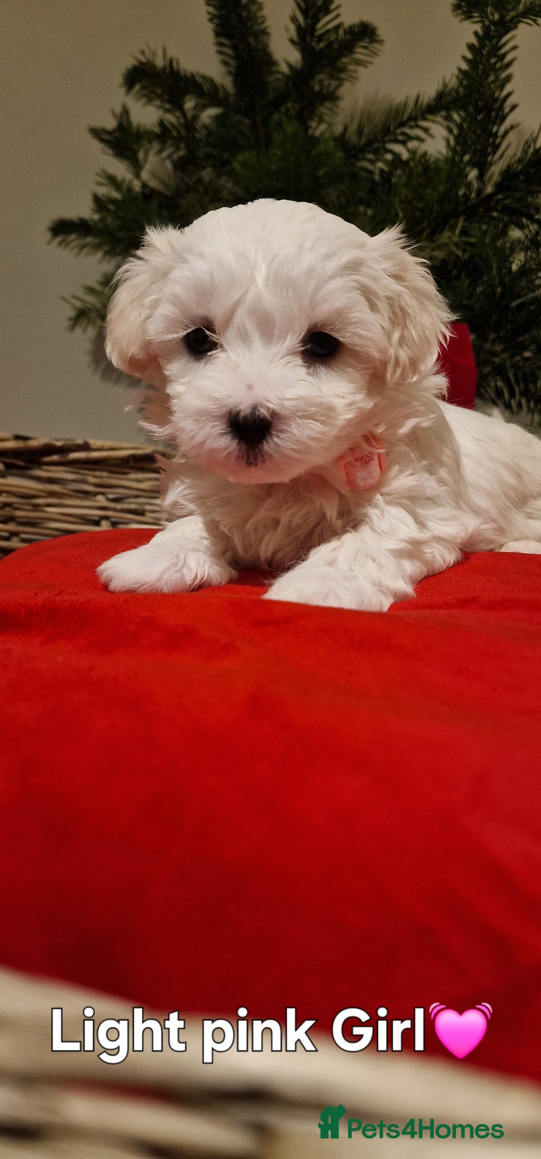 Maltese dogs for sale: 🐶🤍 Beautiful Maltese Girl Puppies 🤍🐶 - Advert 15