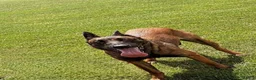 Belgian Shepherd Dog dogs for sale: Belgian Malinios Puppy’s in Liphook - Advert 1