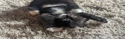 Mixed Breed cats for sale: 9 kittens ready for their forever home  - Advert 4