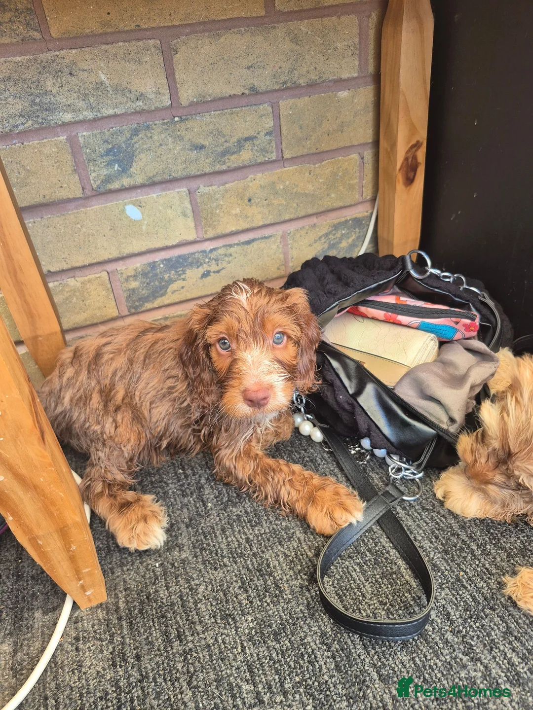Cockapoo dogs for sale: 8 week old cockapoo  - Advert 2