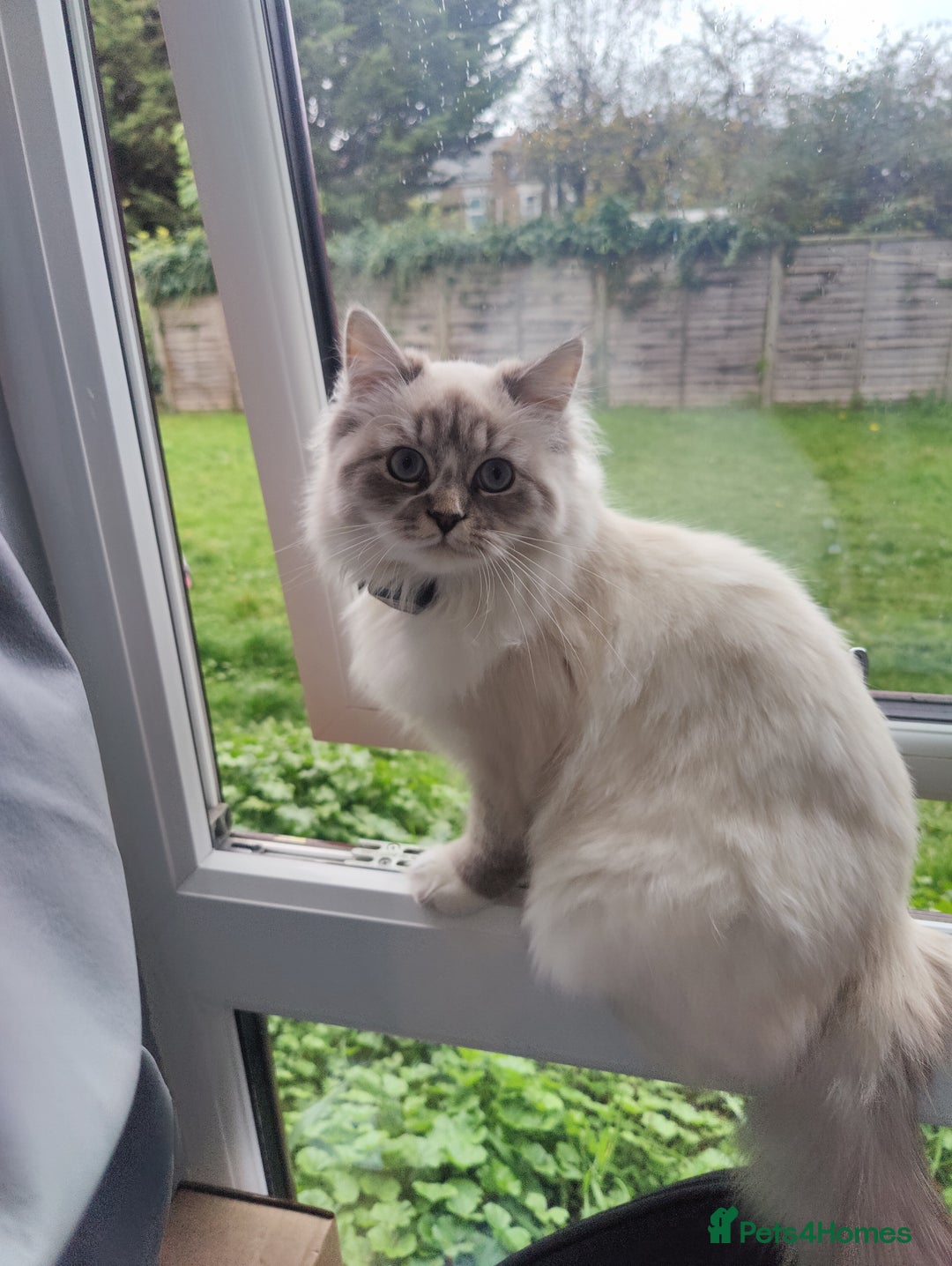 Siberian cats for sale: Siberian Neva Masquerade  - Image 1