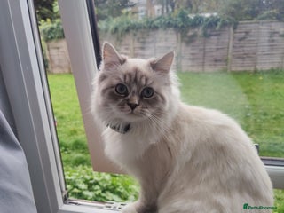 Siberian cats - Advert 1