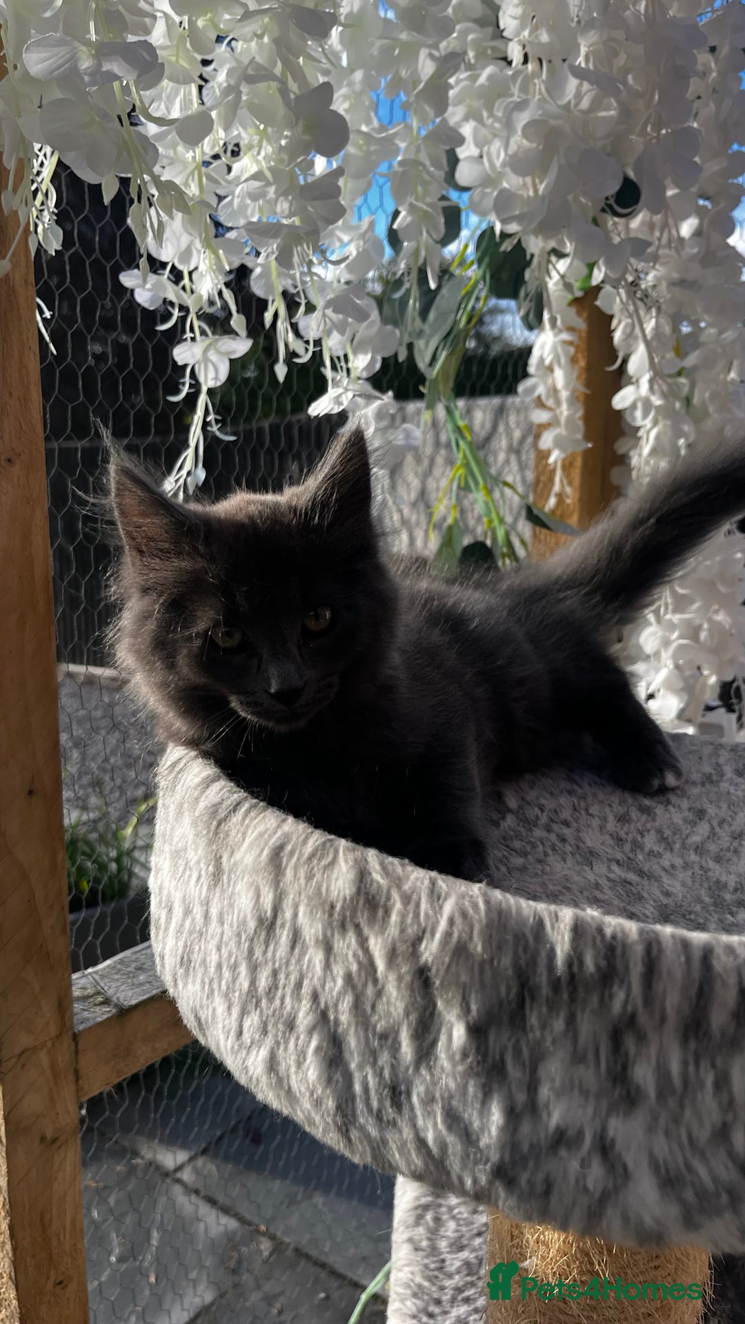Ragcoon cats for sale: Beautiful ragcoon kittens - Image 15