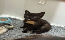 Mixed Breed cats for sale: Mother and kittens - Image 2
