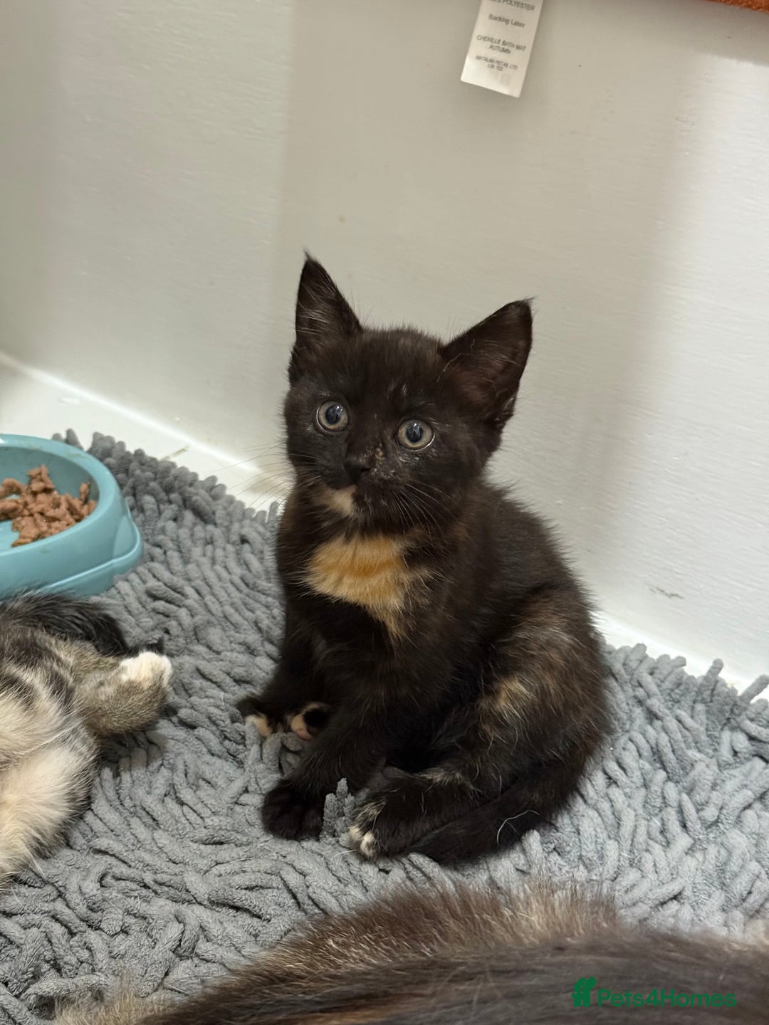 Mixed Breed cats for sale: Mother and kittens - Image 2