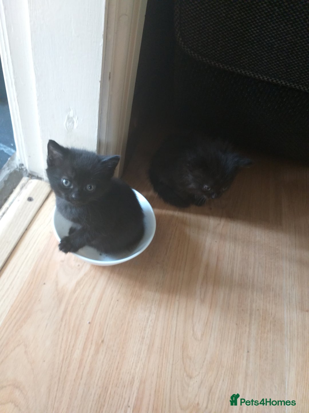 Domestic Shorthair cats for sale: Kittens  - Image 4