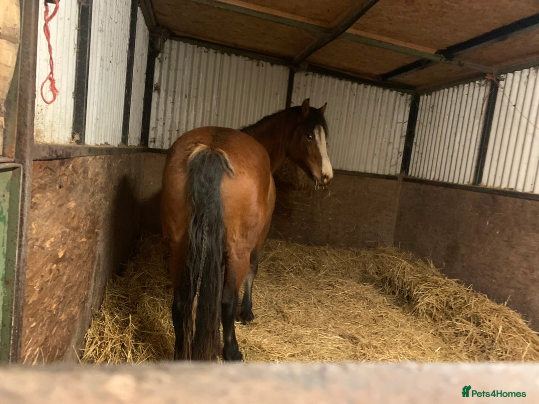 Riding pony horses for sale: ⭐️Now Sold ⭐️Bay Filly “FIZZI” for reluctant sale - Advert 12