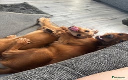 Cocker Spaniel dogs for sale: Beautiful Cocker Spaniel Puppies - Image 8