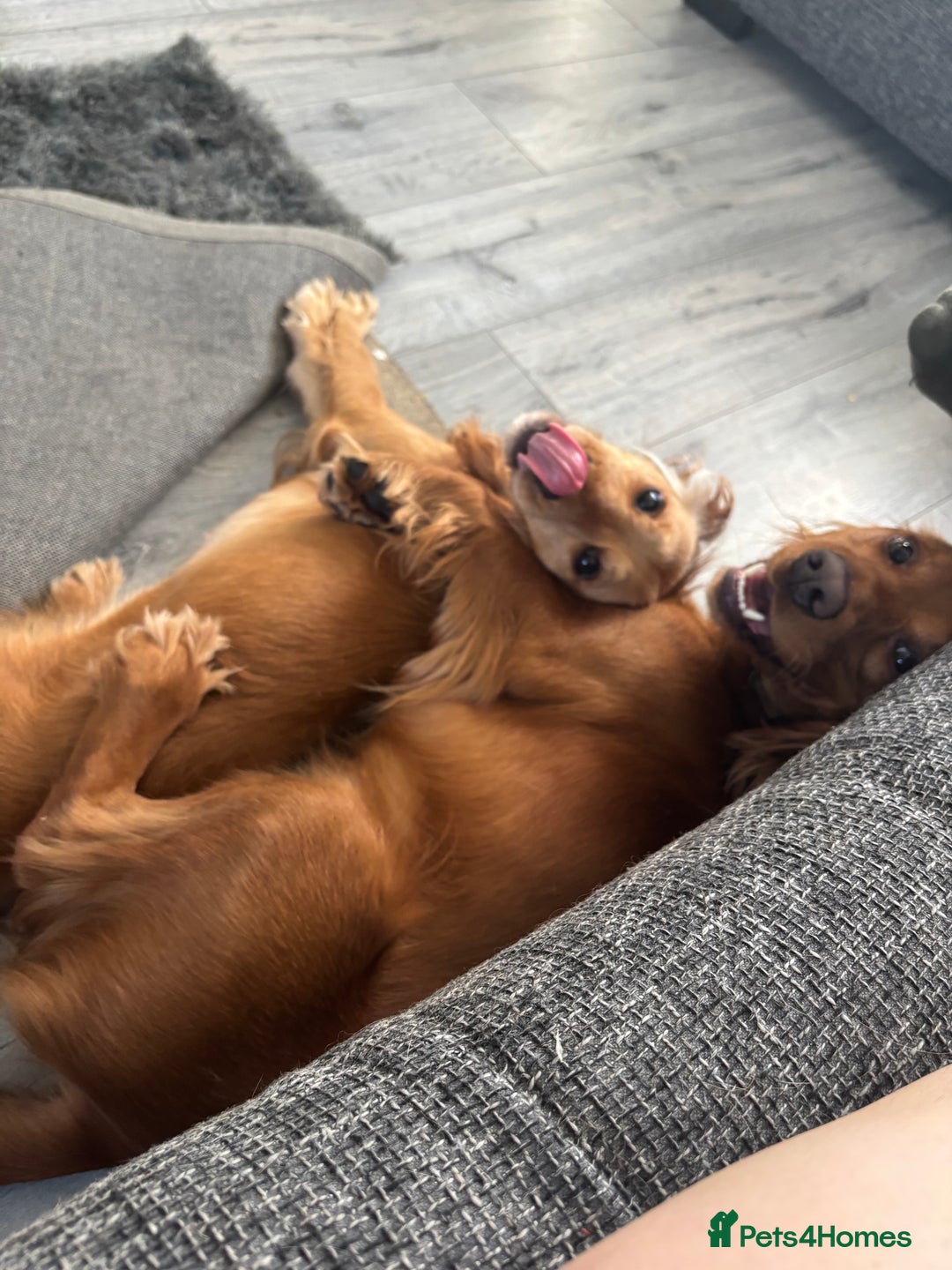 Cocker Spaniel dogs for sale: Beautiful Cocker Spaniel Puppies - Image 8