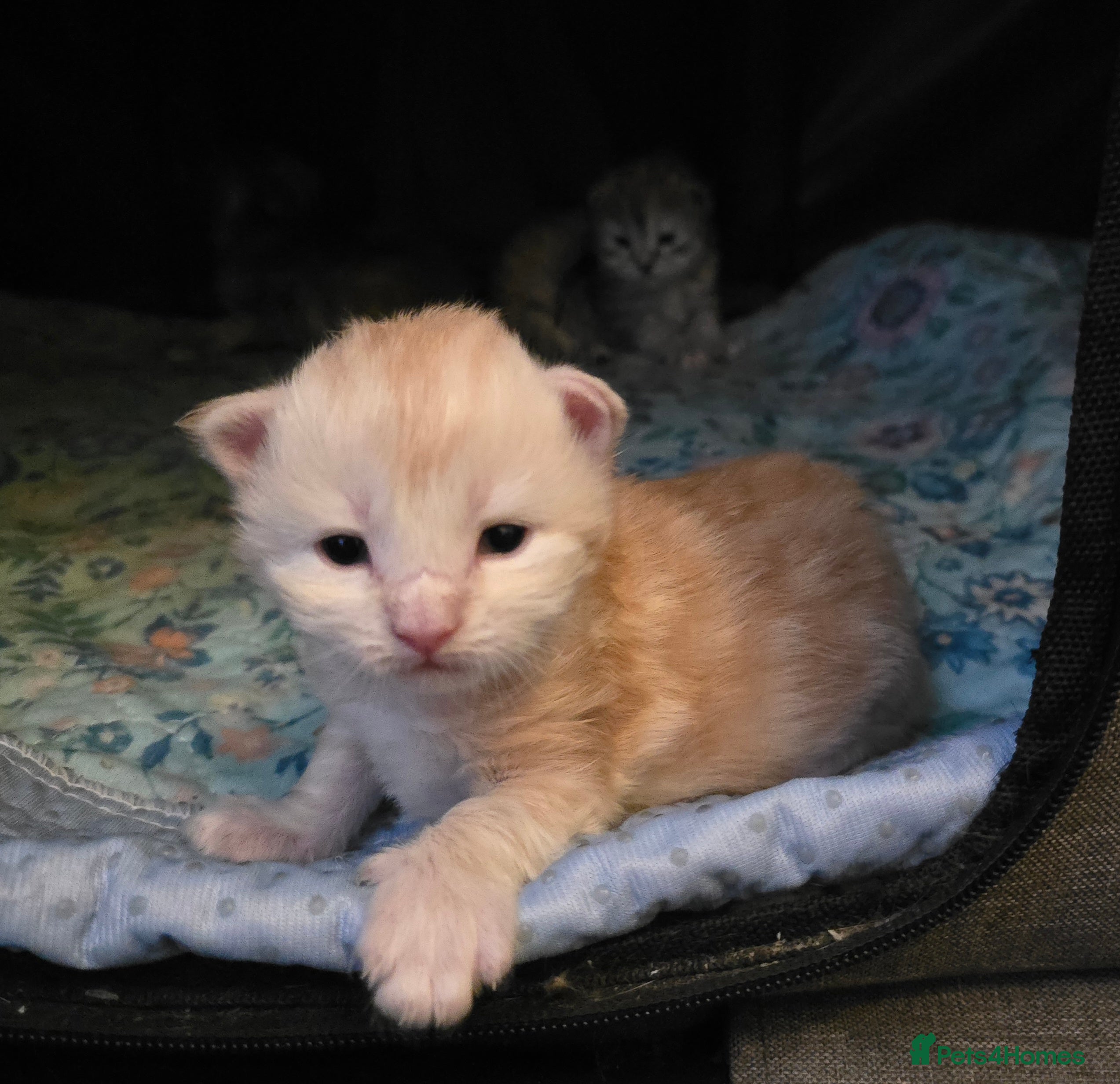 Maine Coon cats Chunky TICA registered Maine Coon Kittens - Advert 7