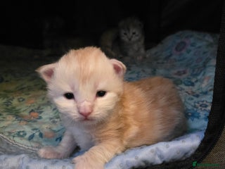 Maine Coon cats Chunky TICA registered Maine Coon Kittens - Advert 7