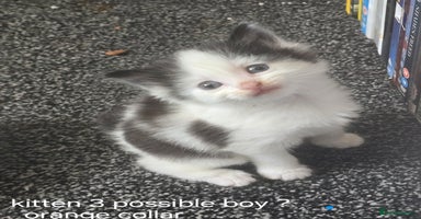 Domestic Shorthair cats - Advert 8