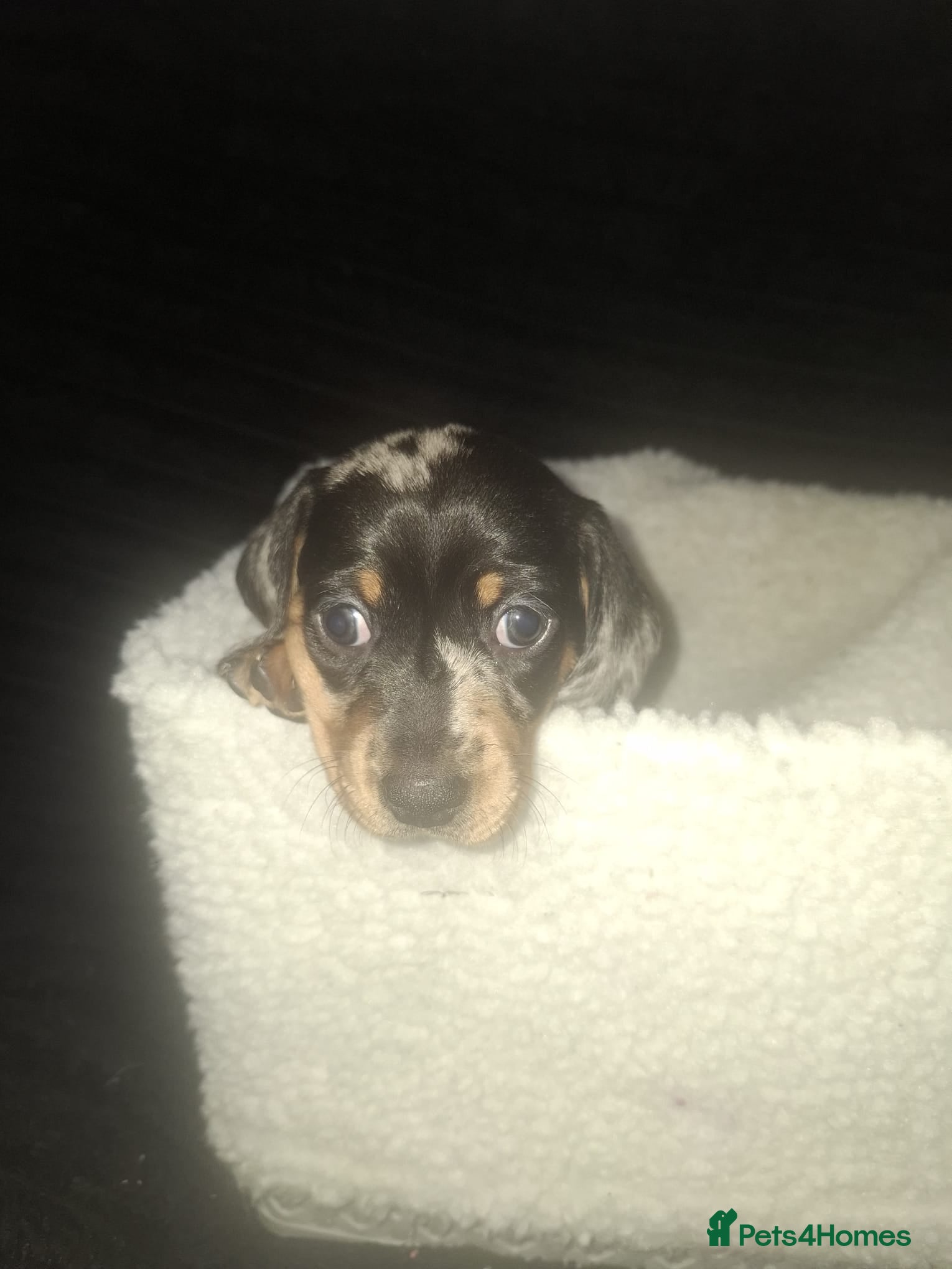 Dachshund dogs for sale: Dachshund puppys - Advert 14