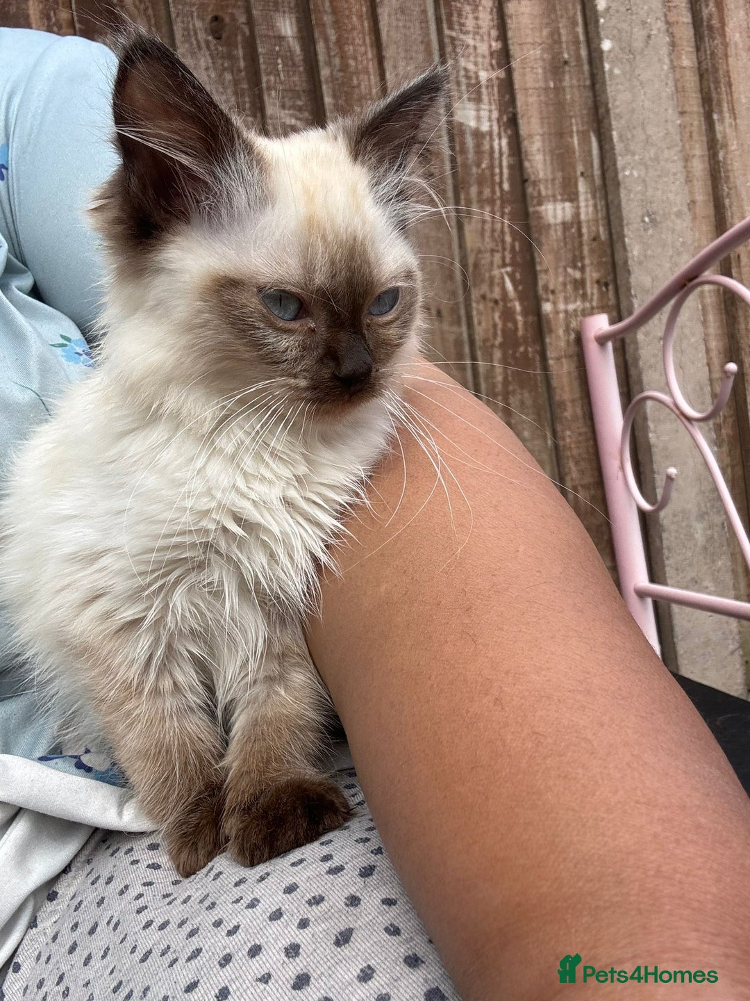 Ragdoll cats for sale: Last male kitten READY - Image 1