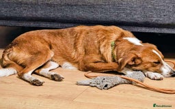 Mixed Breed dogs for adoption: 🚨 URGENT HOME NEEDED – GOLDIE 🚨 - Image 5