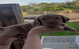 Cocker Spaniel dogs for sale: Working Cocker Spaniels  - Image 10