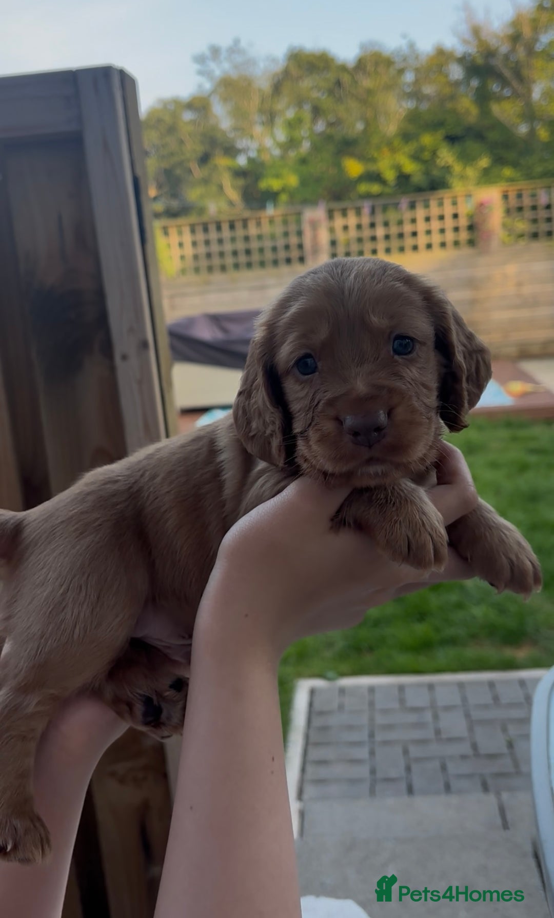 Cocker Spaniel dogs for sale: Working Cocker Spaniels  - Image 10