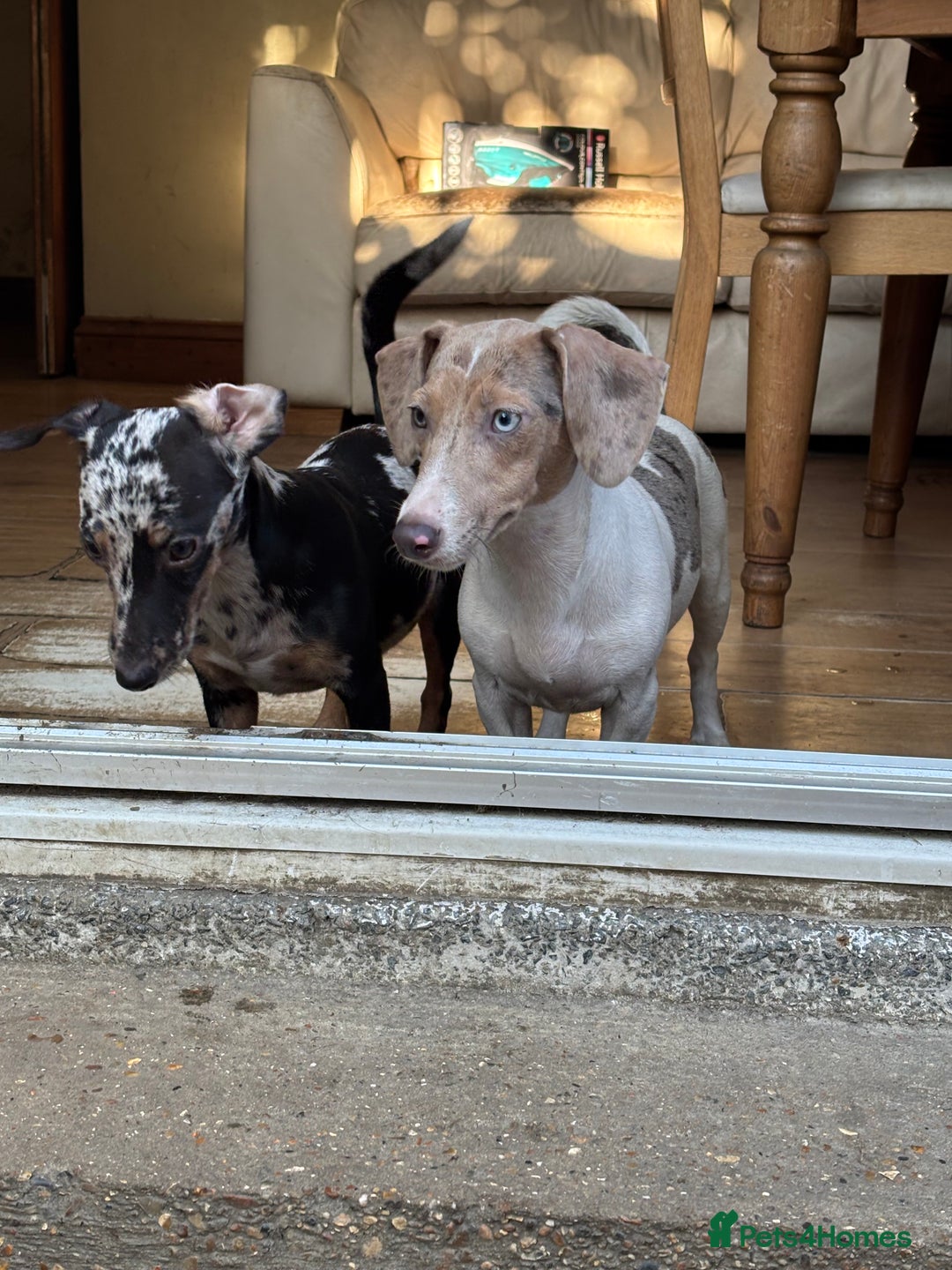 Mixed Breed dogs for sale: 2 beautiful puppy’s  - Image 3