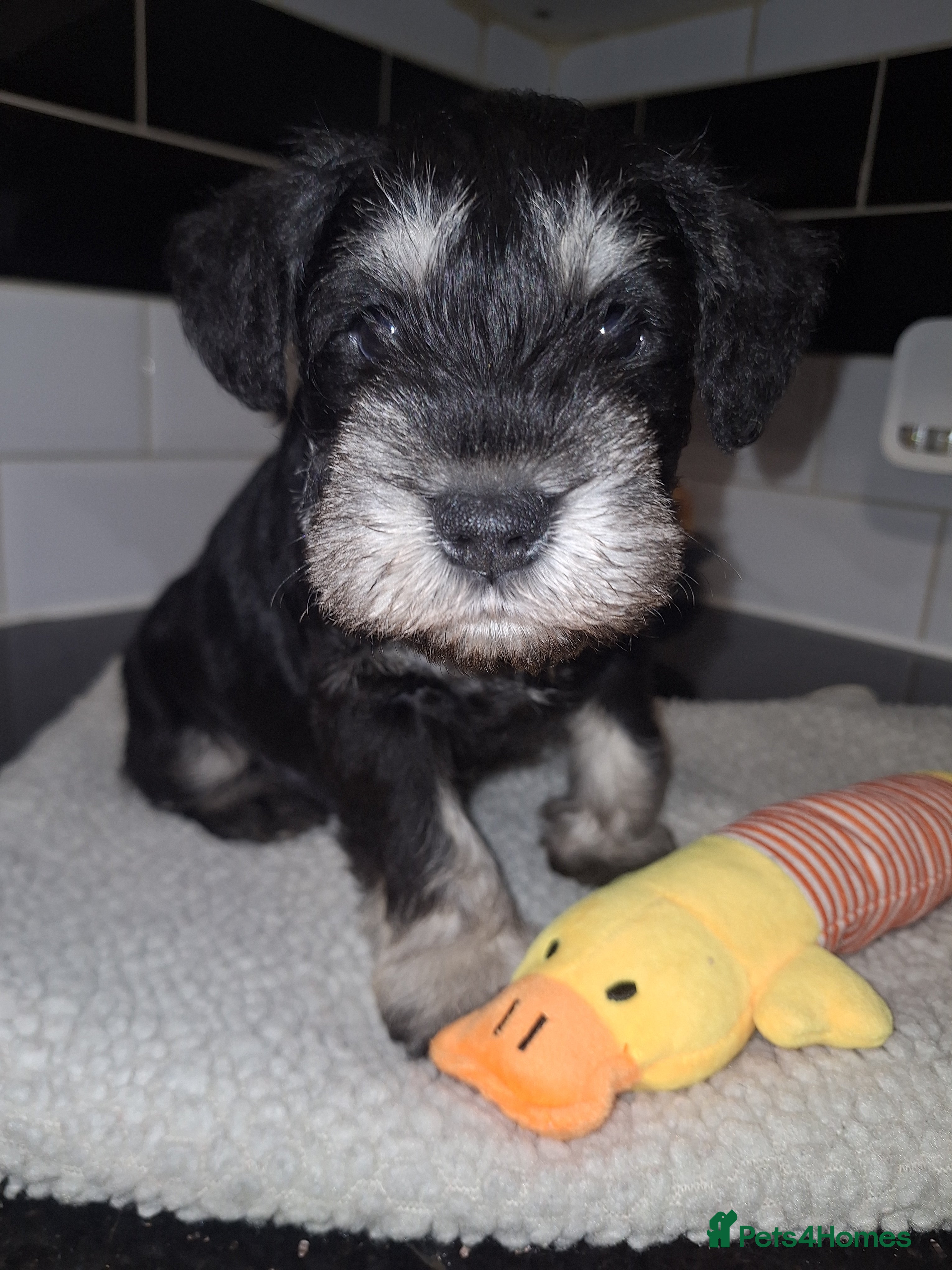 Miniature Schnauzer dogs 8 adorable miniature schnauzer puppies  - Advert 1